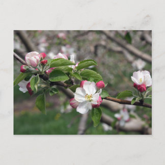 01 Apple Blossoms Winchester VA Cartão postal