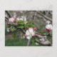 01 Apple Blossoms Winchester VA Cartão postal (Frente)
