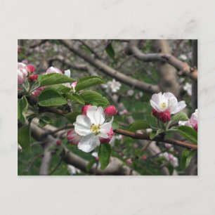 02 Apple Blossoms Winchester VA Cartão postal