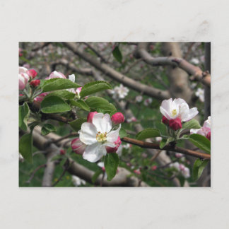 02 Apple Blossoms Winchester VA Cartão postal