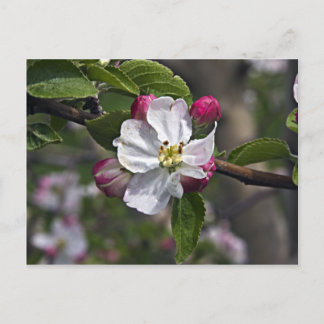 03 Apple Blossoms Winchester VA Cartão postal