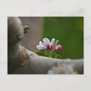 06 Apple Blossoms Winchester VA Cartão postal