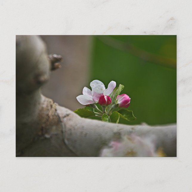 06 Apple Blossoms Winchester VA Cartão postal (Frente)