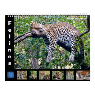 12 meses calendário Felinos