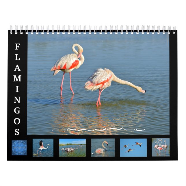 12 meses calendário Flamingos (Capa)