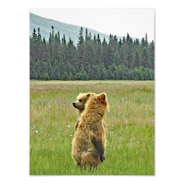 12x16 Foto de acabamento Satin de filhotes de urso (Frente)