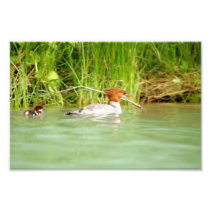 12x8 Foto de satélite de pato e patinagem