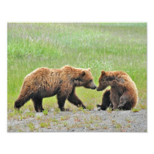14x11 Foto de Satin de filhotes de urso pardo