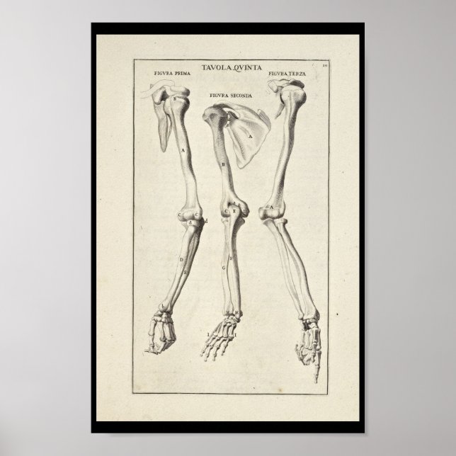 1691 Anatomia Artística Bones Arm Art Impressão (Frente)