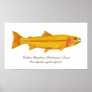 16" X12", papel de poster do valor (Matte)