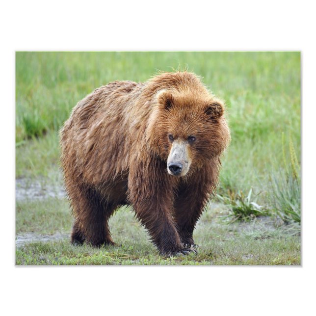 16x12 Foto satin de urso pardo (Frente)