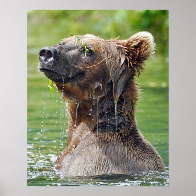 16x20 - Papel de Poster de valor (Matte) com urso  (Frente)