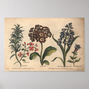 1757 Impressão de Arte da Flor Botânica Rosemary