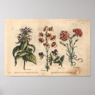 1757 Impressão de Arte de Flor Botânica
