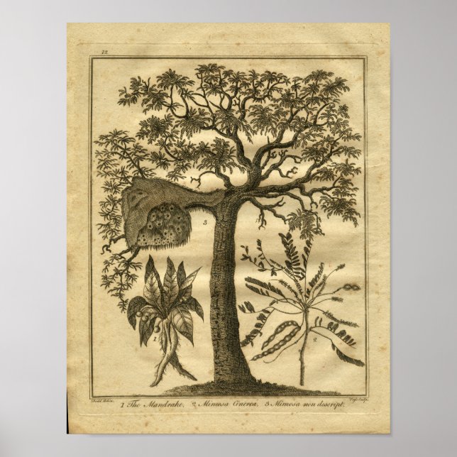 1817 Mandrake Culpeper Herbal Impressão (Frente)