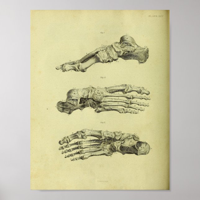 1824 Impressão de Anatomia dos Pés Humanos (Frente)
