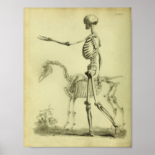 1824 impressão de esqueleto da anatomia do ser