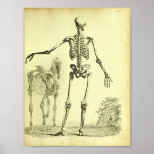 1824 impressão de esqueleto da anatomia do ser