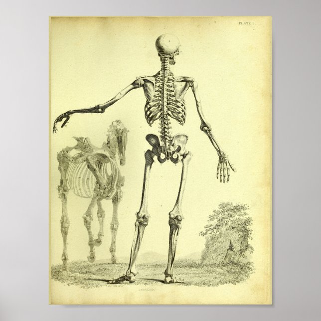 1824 Skeleton Impressão de Anatomia Humana e Caval (Frente)