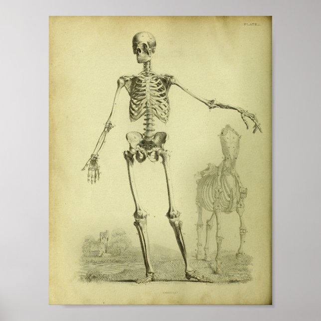 1824 Skeleton Impressão de Anatomia Humana e Caval (Frente)