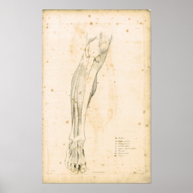 1833 Músculos da perna Impressão de Anatomia Vinta (Frente)