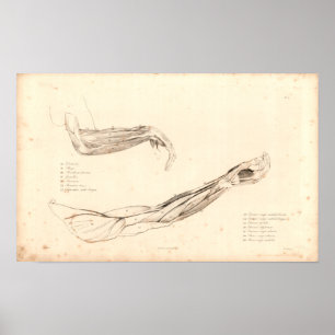 1833 Músculos do braço Impressão da Anatomia Vinta