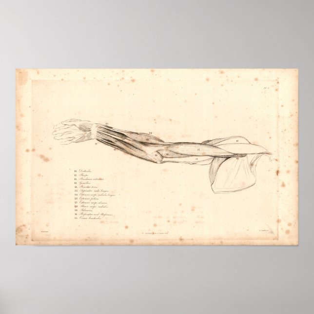 1833 Músculos do braço Impressão da Anatomia Vinta (Frente)