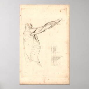 1833 músculos do impressão da anatomia do vintag