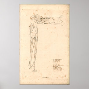 1833 músculos do impressão da anatomia do vintag