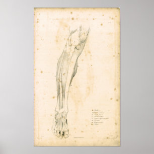 1833 músculos do impressão da anatomia do vintag