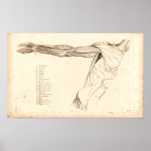 1833 músculos do impressão da anatomia do vintag