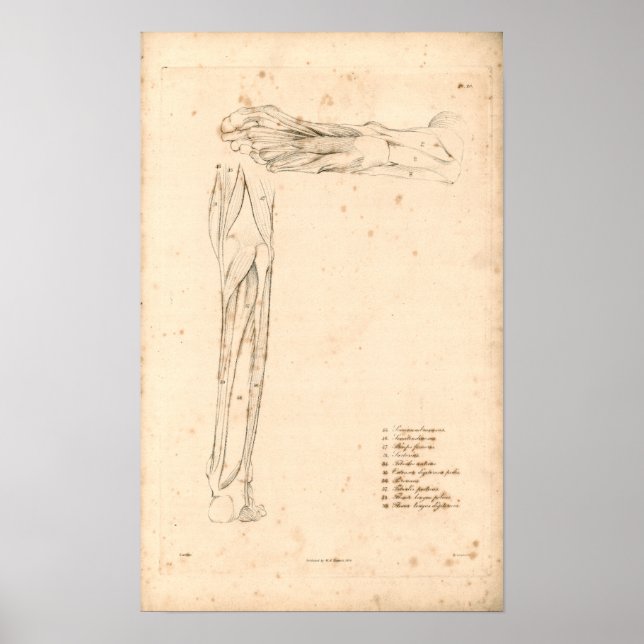 1833 Músculos do Impressão da Anatomia Foot Vintag (Frente)