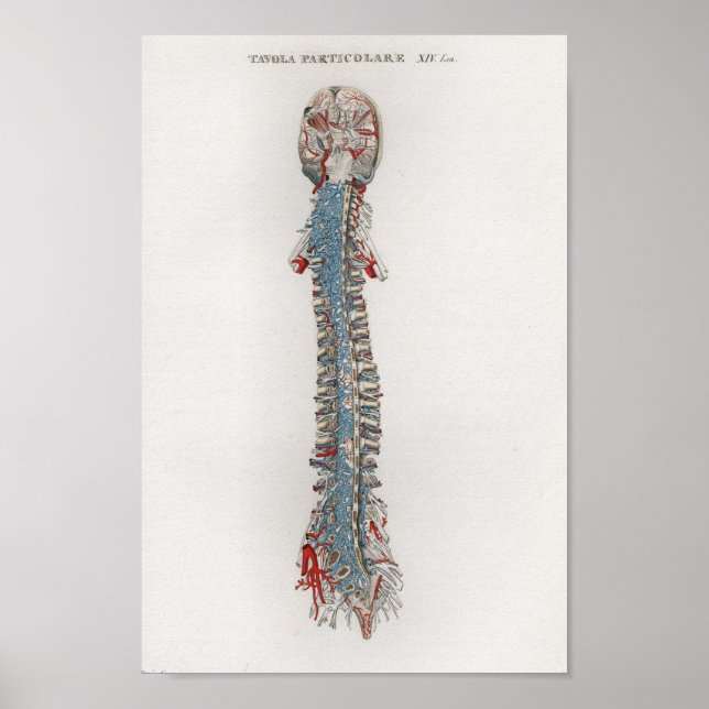 1833 Poster de Anatomia Vintage da Espinha do Cére (Frente)