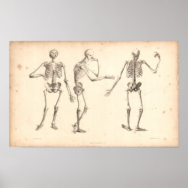 1833 Skeletons Vintage Anatomy Impressão (Frente)