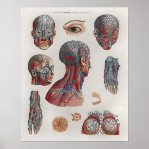 1833 Vintage Veins Head Face Anatomy Poster