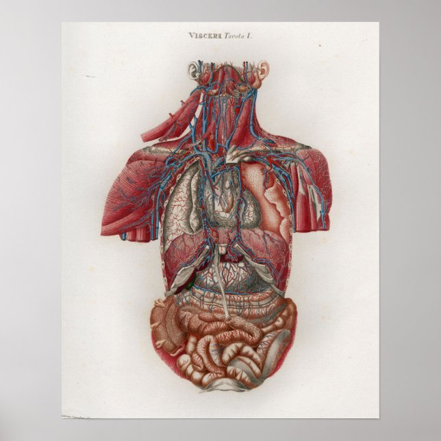 1833 Vintage Viscera Organs Anatomy Poster (Frente)