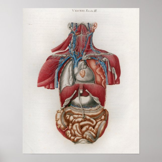 1833 Vintage Viscera Organs Anatomy Poster (Frente)