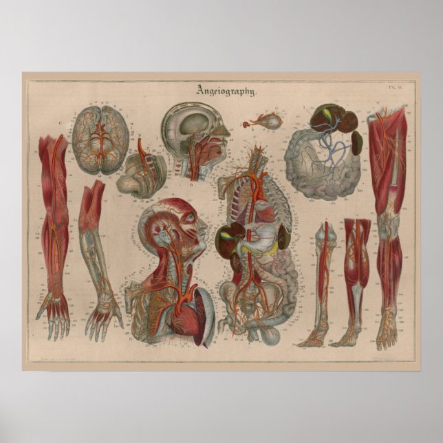 1837 Vintage Arteries Anatomia do sangue Poster (Frente)
