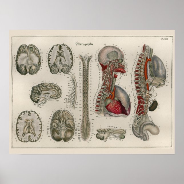 1837 Vintage Cérebro Nerva Anatomia Poster (Frente)