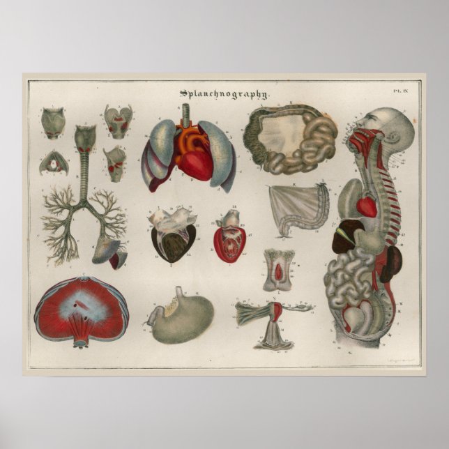 1837 Vintage Internal Organs Anatomy Art Poster (Frente)
