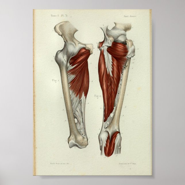 1844 Anatomia Vintage Impressão Músculos Perna (Frente)