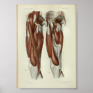 1844 Anatomia Vintage Impressão Músculos Perna