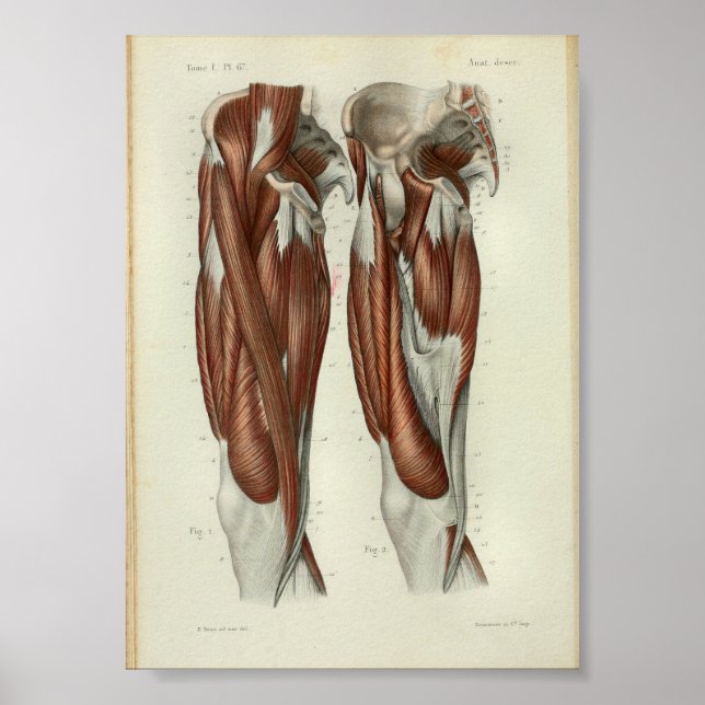 1844 Anatomia Vintage Impressão Músculos Perna (Frente)