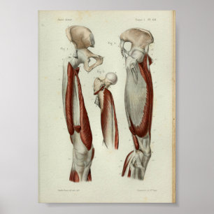 1844 Anatomia Vintage Impressão Músculos Perna