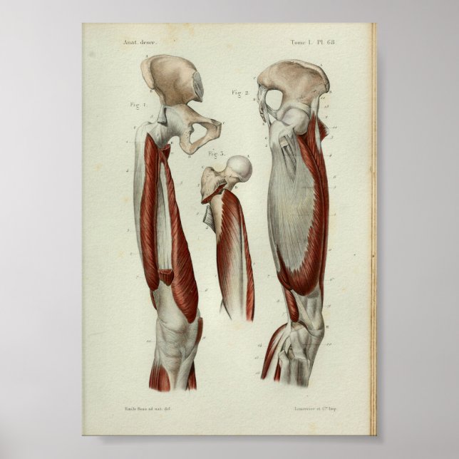 1844 Anatomia Vintage Impressão Músculos Perna (Frente)