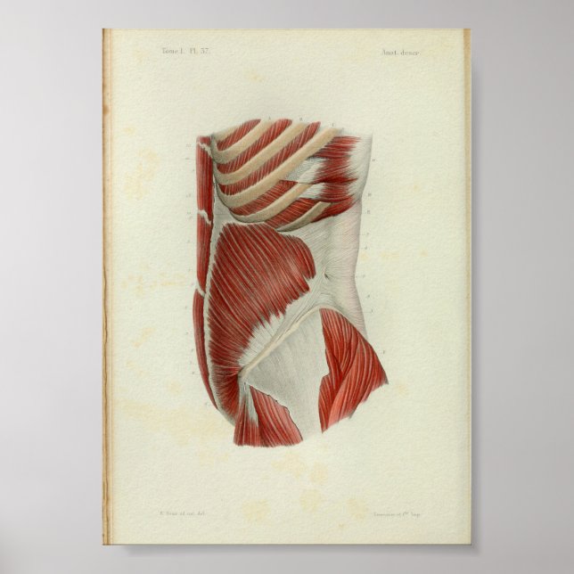 1844 Anatomia Vintage Impressão Músculos Torso (Frente)