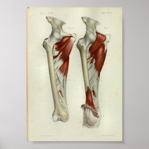 1844 Anatomia Vintage Impressão musculosquelétic