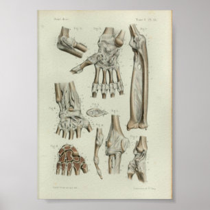 1844 Articulações de Impressão de Anatomia Vintage