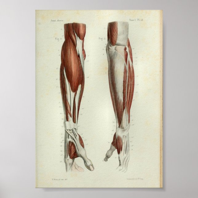 1844 Braço Vintage Anatomy Impressão (Frente)