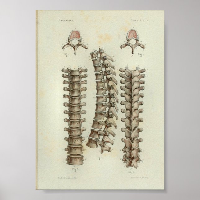 1844 Coluna Torácica Impressão de Anatomia Vintage (Frente)